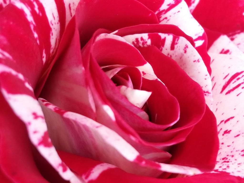 photo 20140411_150824_zps99b110e5.jpg